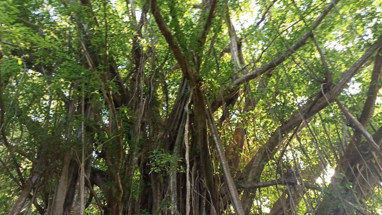波拉波拉Tiki House别墅 外观 照片