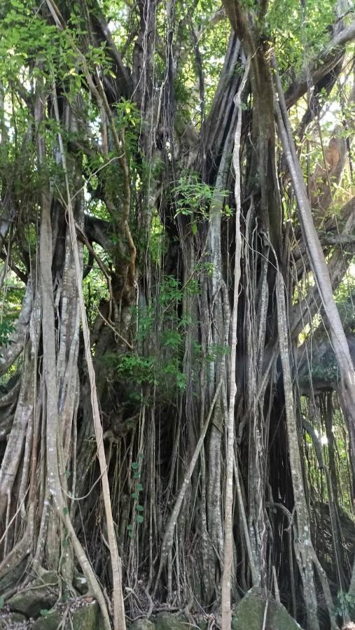 波拉波拉Tiki House别墅 外观 照片